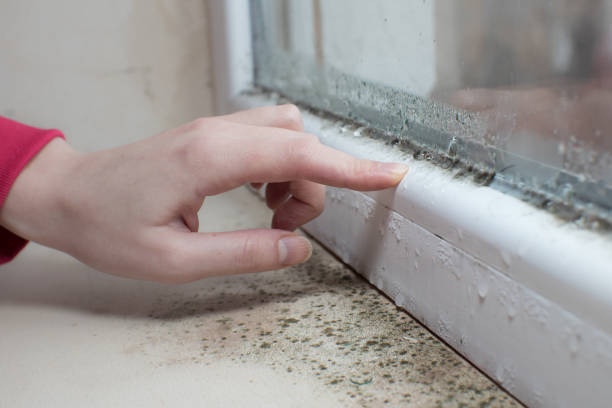 Best Mold Removal for HVAC Installations  in Longboat Key, FL